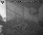 Capi_Dubne_20250624_221502.jpg