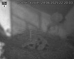Capi_Dubne_20250624_222003.jpg