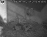 Capi_Dubne_20250624_225502.jpg