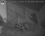 Capi_Dubne_20250625_002503.jpg