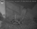 Capi_Dubne_20250625_012002.jpg