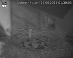 Capi_Dubne_20250625_013003.jpg