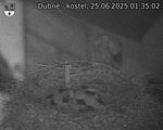 Capi_Dubne_20250625_013502.jpg