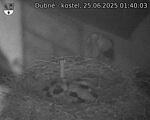 Capi_Dubne_20250625_014003.jpg