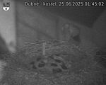 Capi_Dubne_20250625_014502.jpg