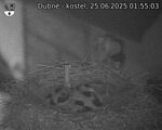 Capi_Dubne_20250625_015503.jpg