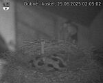 Capi_Dubne_20250625_020502.jpg