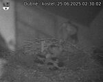 Capi_Dubne_20250625_023002.jpg