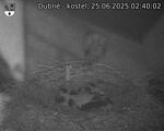 Capi_Dubne_20250625_024002.jpg