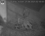 Capi_Dubne_20250625_025003.jpg