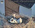 Capi_Dubne_20250625_054503.jpg