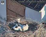Capi_Dubne_20250625_060003.jpg