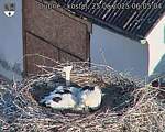 Capi_Dubne_20250625_060504.jpg