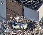 Capi_Dubne_20250625_061002.jpg