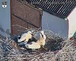 Capi_Dubne_20250625_061503.jpg