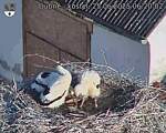 Capi_Dubne_20250625_062002.jpg