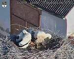 Capi_Dubne_20250625_063003.jpg