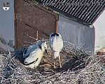 Capi_Dubne_20250625_063502.jpg