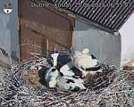 Capi_Dubne_20250625_065503.jpg