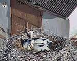 Capi_Dubne_20250625_070503.jpg