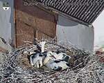 Capi_Dubne_20250625_071002.jpg