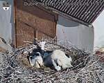 Capi_Dubne_20250625_071503.jpg