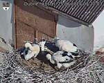 Capi_Dubne_20250625_072003.jpg
