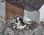Capi_Dubne_20250625_072502.jpg
