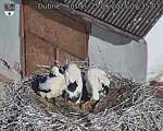 Capi_Dubne_20250625_073503.jpg