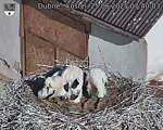 Capi_Dubne_20250625_074003.jpg