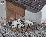 Capi_Dubne_20250625_074502.jpg