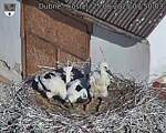 Capi_Dubne_20250625_075003.jpg