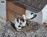Capi_Dubne_20250625_075503.jpg
