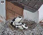 Capi_Dubne_20250625_080002.jpg