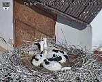 Capi_Dubne_20250625_081503.jpg