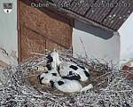 Capi_Dubne_20250625_082003.jpg