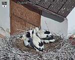 Capi_Dubne_20250625_083003.jpg