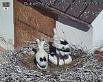Capi_Dubne_20250625_090503.jpg