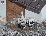 Capi_Dubne_20250625_091003.jpg