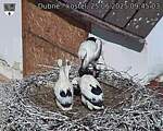 Capi_Dubne_20250625_094503.jpg