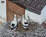 Capi_Dubne_20250625_100003.jpg