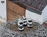 Capi_Dubne_20250625_100503.jpg