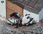 Capi_Dubne_20250625_112003.jpg