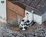 Capi_Dubne_20250625_113503.jpg