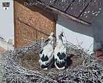 Capi_Dubne_20250625_120003.jpg