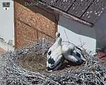 Capi_Dubne_20250625_122502.jpg