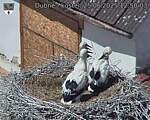 Capi_Dubne_20250625_125003.jpg