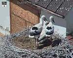 Capi_Dubne_20250625_125502.jpg