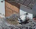 Capi_Dubne_20250625_130503.jpg