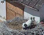 Capi_Dubne_20250625_131002.jpg